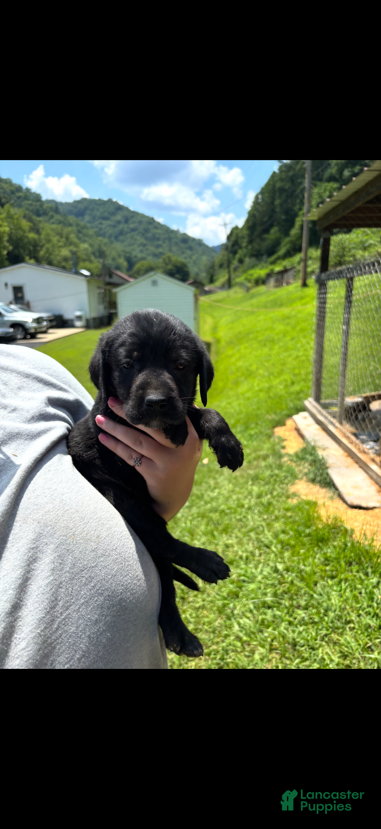 Labrador Retriever dogs Onyx - Ad 1