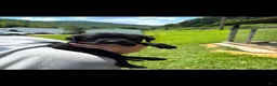 Labrador Retriever dogs for sale: Onyx - Ad 1