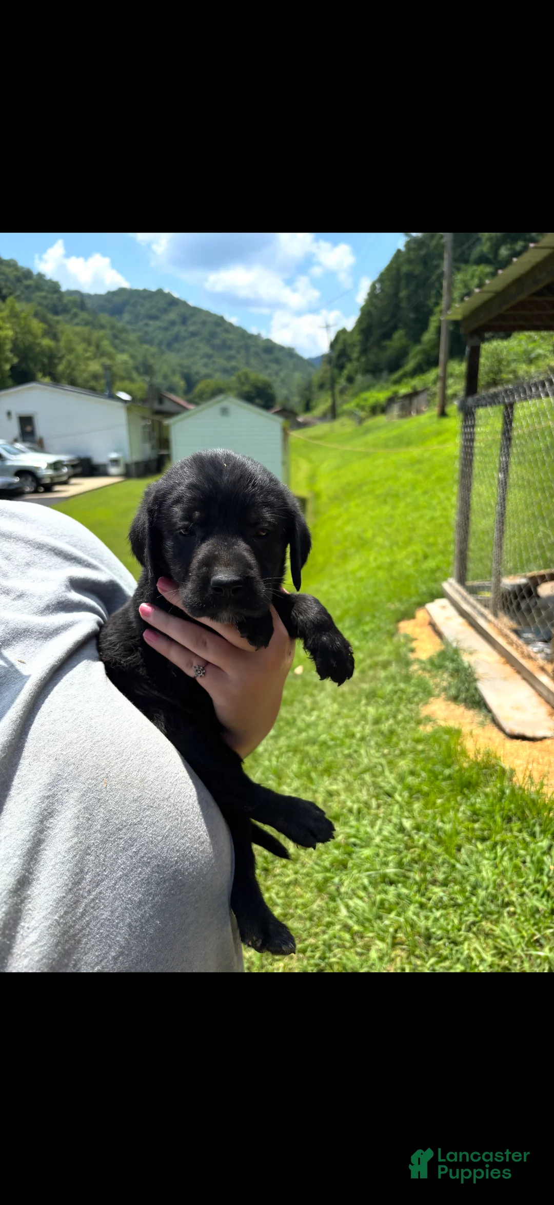 Labrador Retriever dogs for sale: Onyx - Ad 1