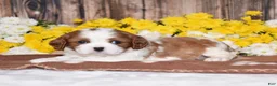 Cavalier King Charles Spaniel dogs for sale: Gracie - Ad 1