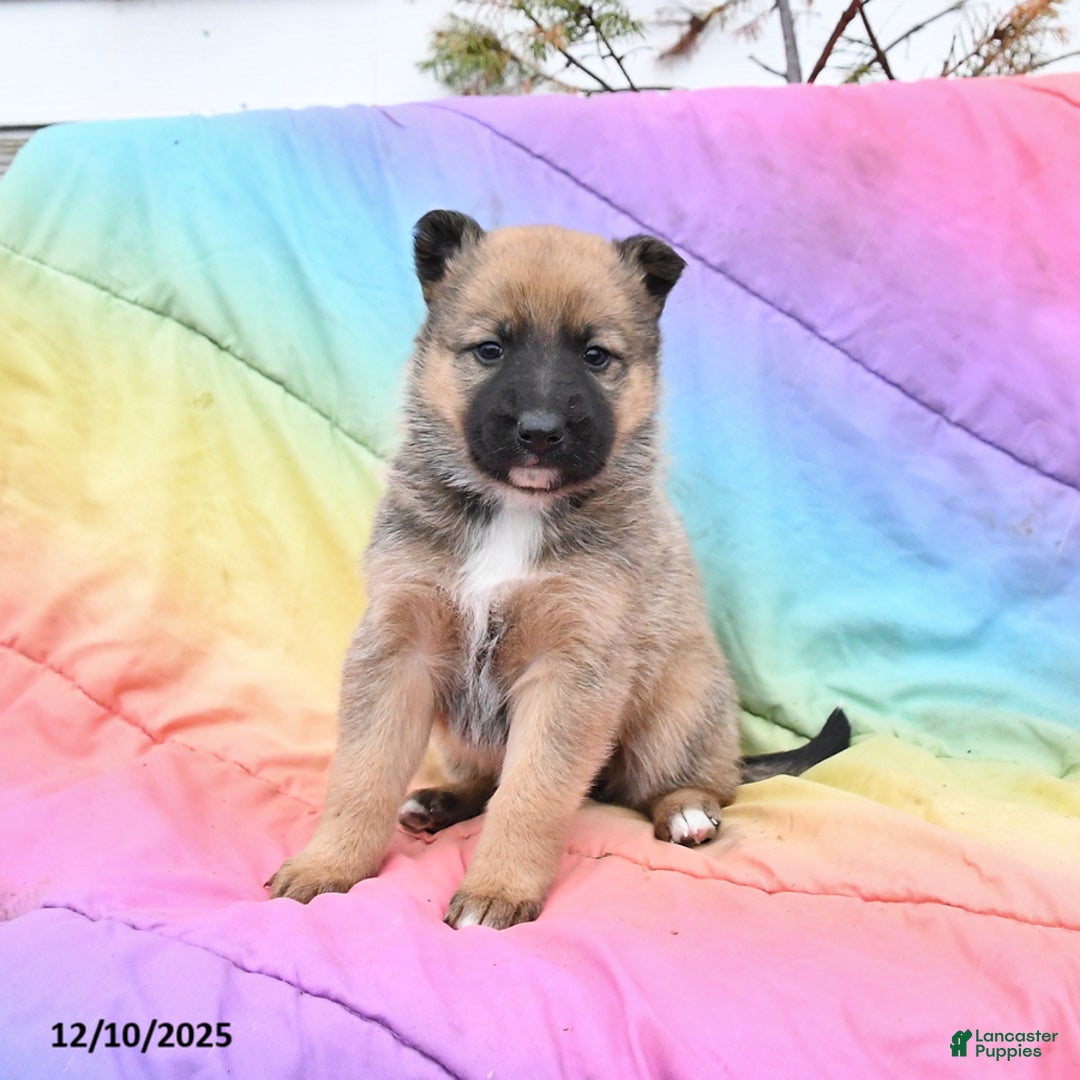 Mixed Breed dogs for sale: Beauty - Ad 2