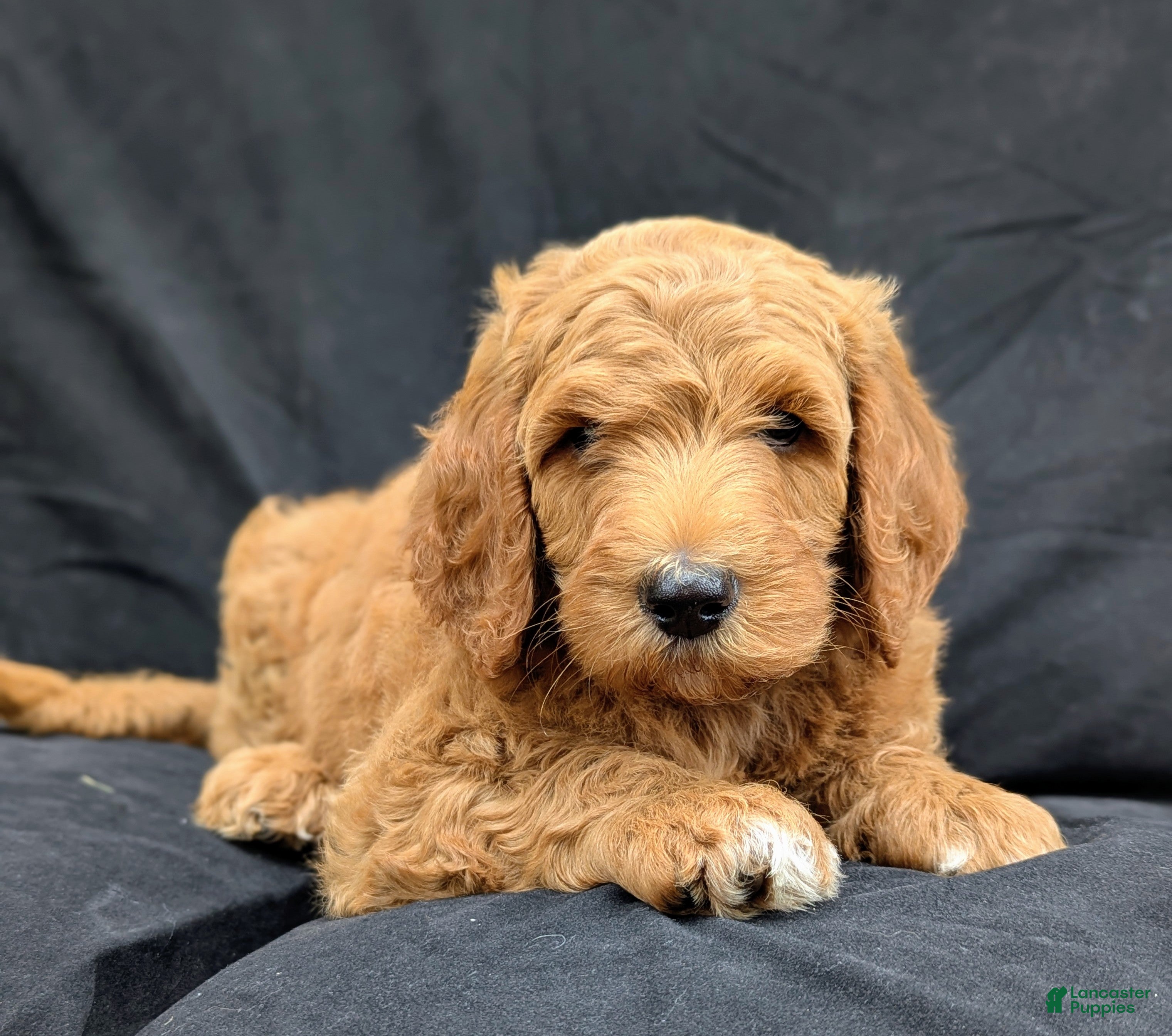 Goldendoodle dogs Charlie  - Ad 2