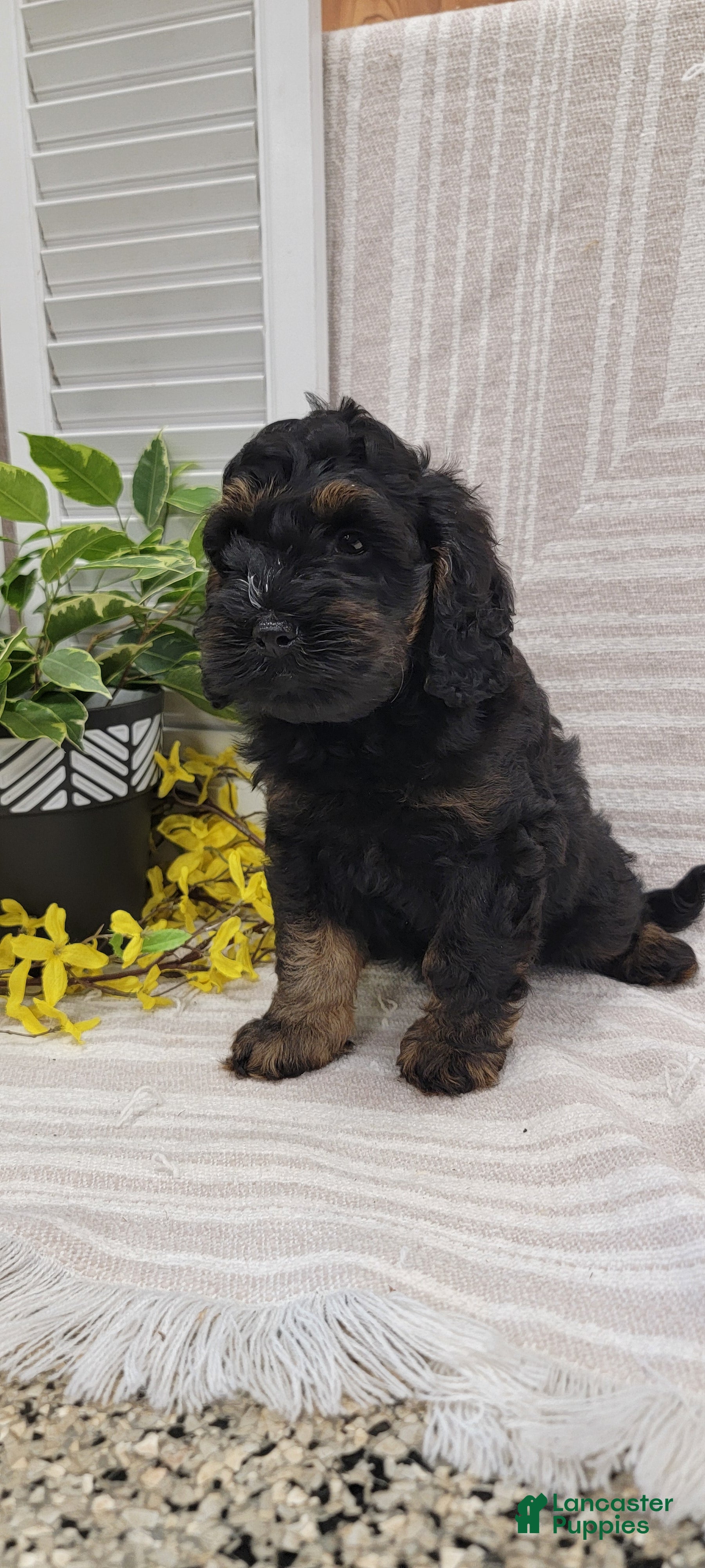 Cockapoo dogs Moses - Ad 2