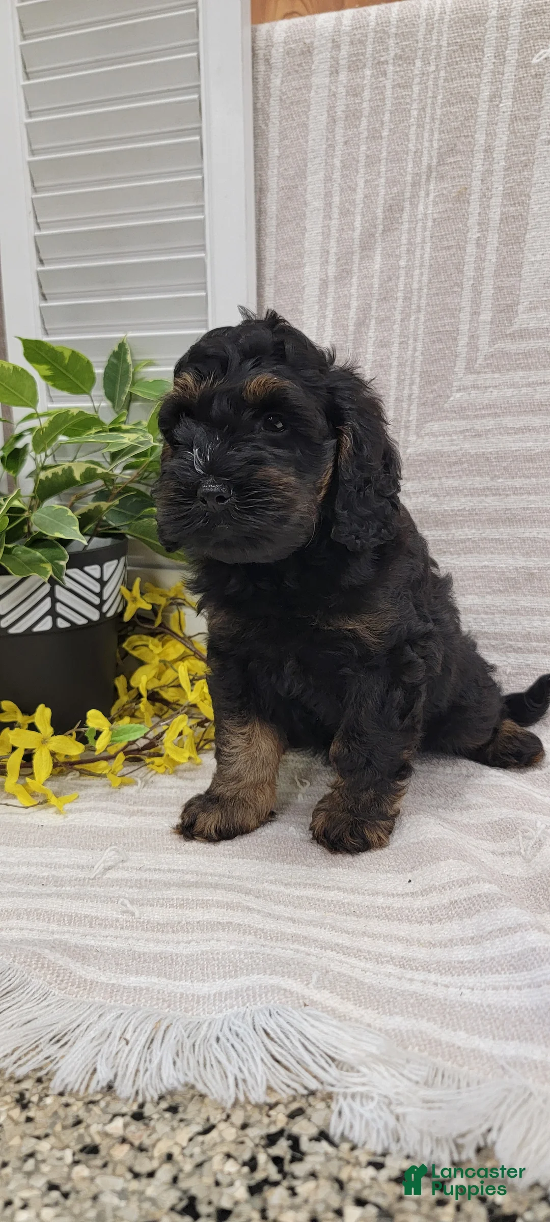 Cockapoo dogs for sale: Moses - Ad 2