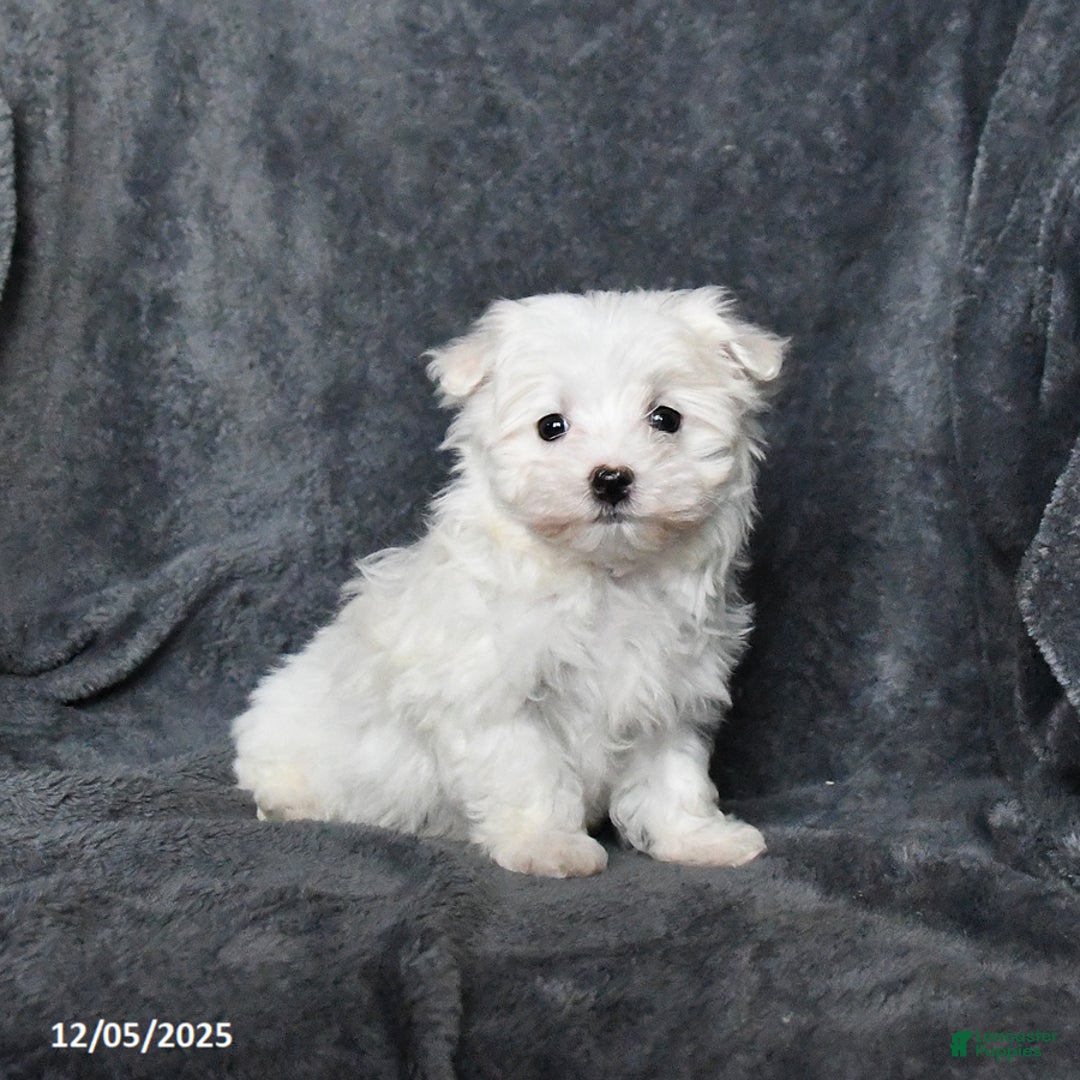 Maltese dogs for sale: Jack  - Ad 1