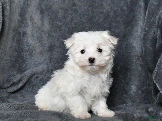 Maltese dogs Jack - Ad 6