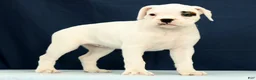 Boxer dogs for sale: Tessie - Ad 4