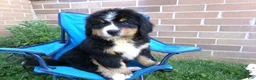 Bernese Mountain Dog dogs for sale: Teresa - Ad 3