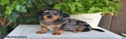 Miniature Dachshund dogs for sale: Sophia - Ad 3
