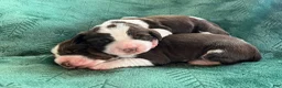 English Springer Spaniel dogs for sale: English Springer Spaniel Puppy - Dotty - Ad 3
