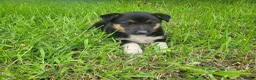 Mixed Breed dogs for sale: Stacy  - Ad 5