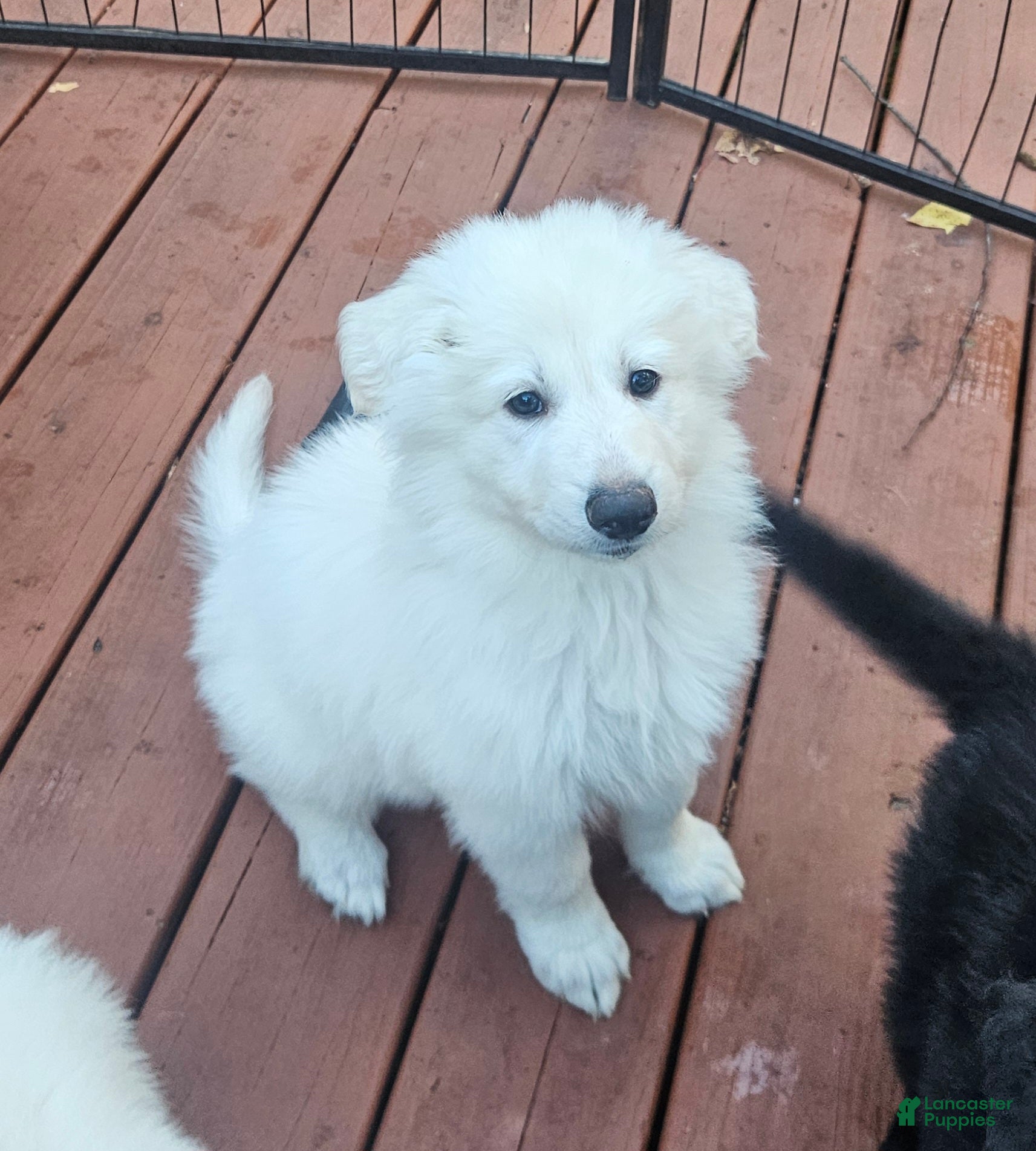 German Shepherd dogs for sale: German Shepherd 5 - Ad 2
