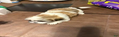 Shih Tzu Puppy 4