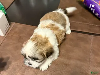 Shih Tzu dogs for sale: Shih Tzu Puppy 4 - Ad 2
