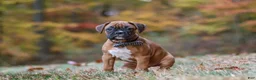 Boxer dogs for sale: Hudson - Ad 5