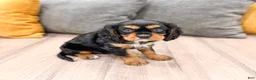 Cavalier King Charles Spaniel dogs for sale: Diesel - Ad 3