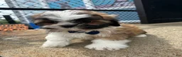 Shih Tzu dogs for sale: Shih Tzu Puppy 1 - Ad 3