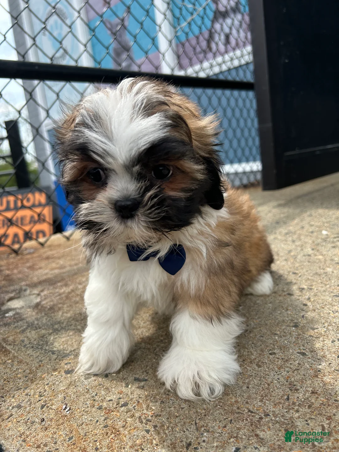 Shih Tzu dogs for sale: Shih Tzu Puppy 1 - Ad 3