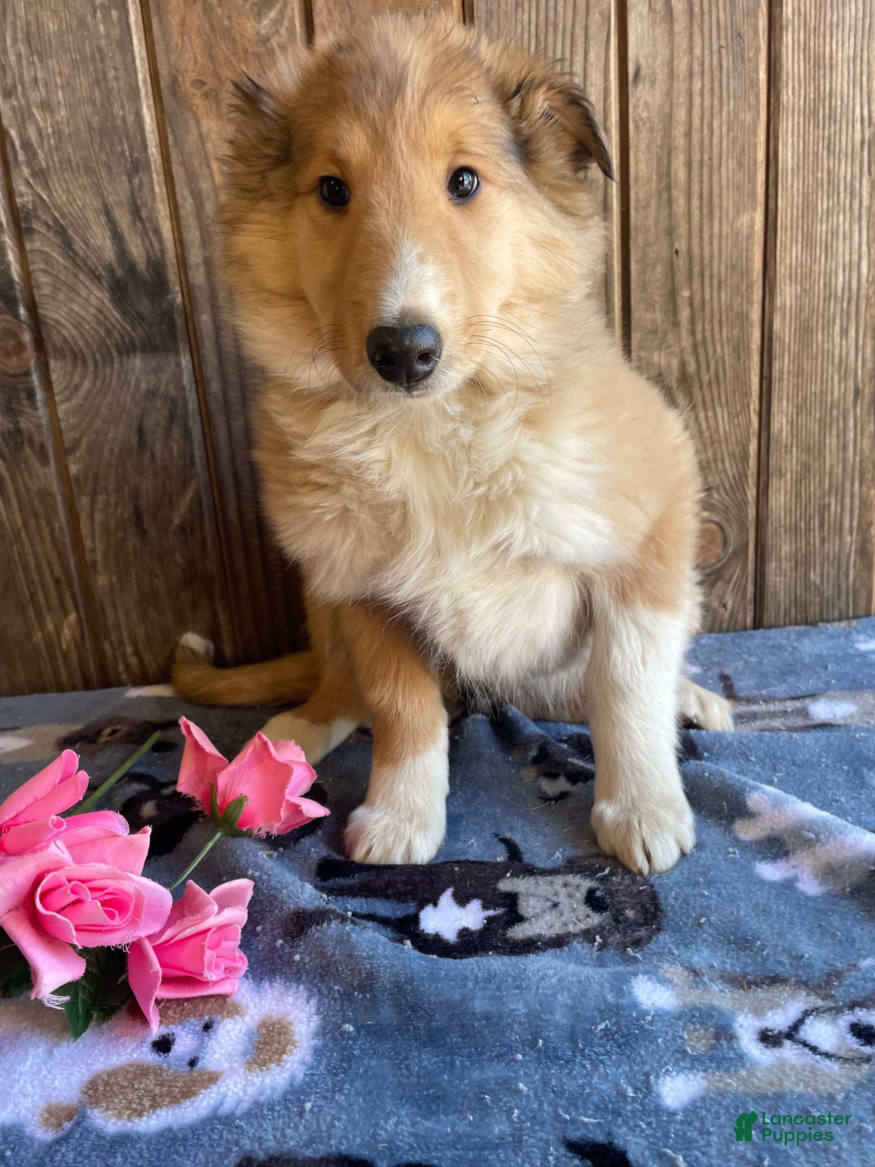 Collie dogs Cara - Ad 21