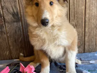 Collie dogs Cara - Ad 21