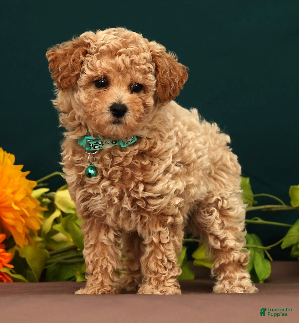 Toy Poodle dogs Quinsy - Ad 1