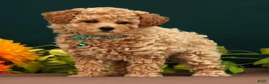 Quinsy