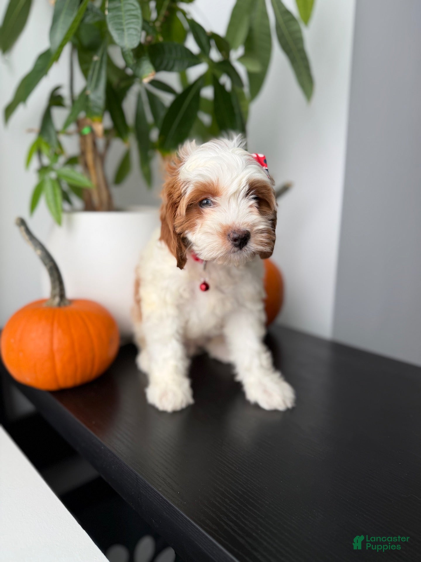 Cavapoo dogs Ginger - Ad 2