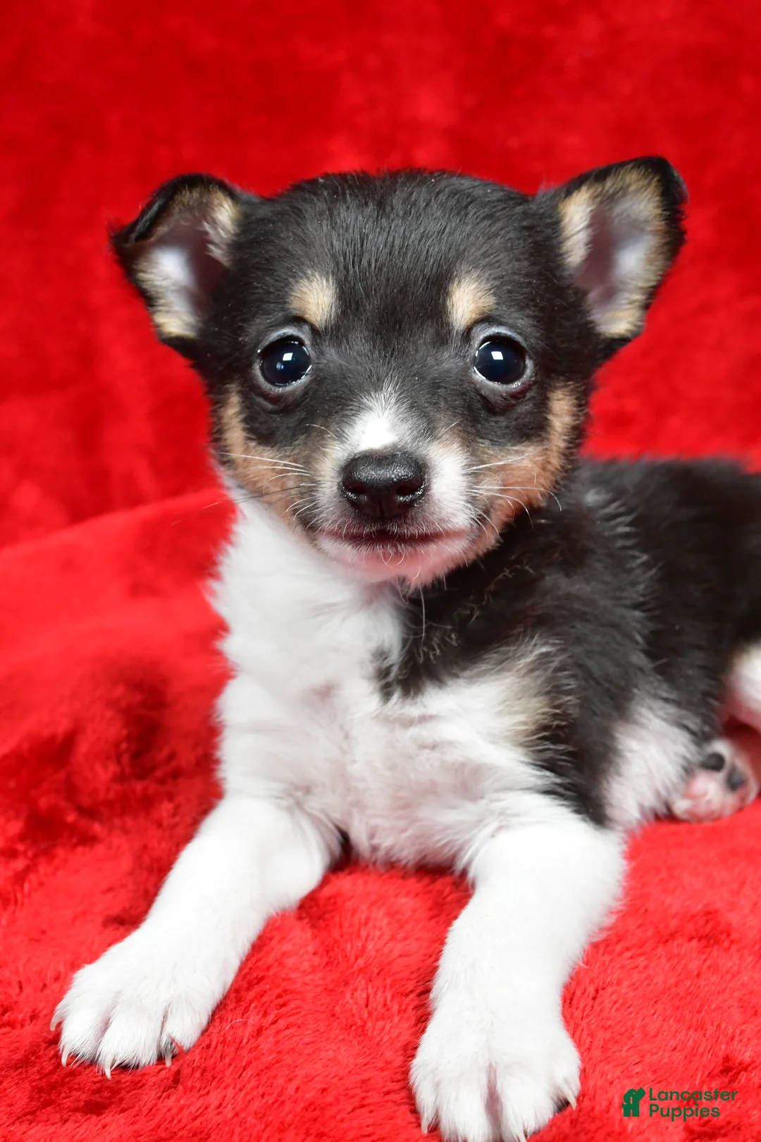 Toy Fox Terrier dogs for sale: Ollie - Ad 3