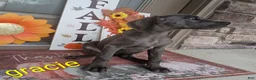 Great Dane dogs for sale: Gracie - Ad 3