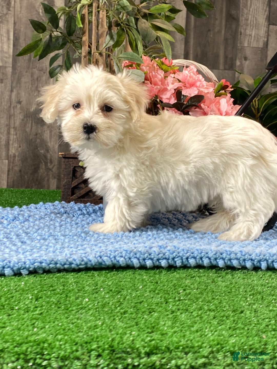 Coton De Tulear dogs for sale: Charlotte  - Ad 2