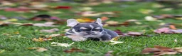 French Bulldog dogs for sale: Colby - Ad 5
