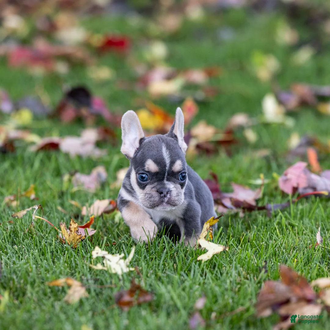 French Bulldog dogs for sale: Colby - Ad 5