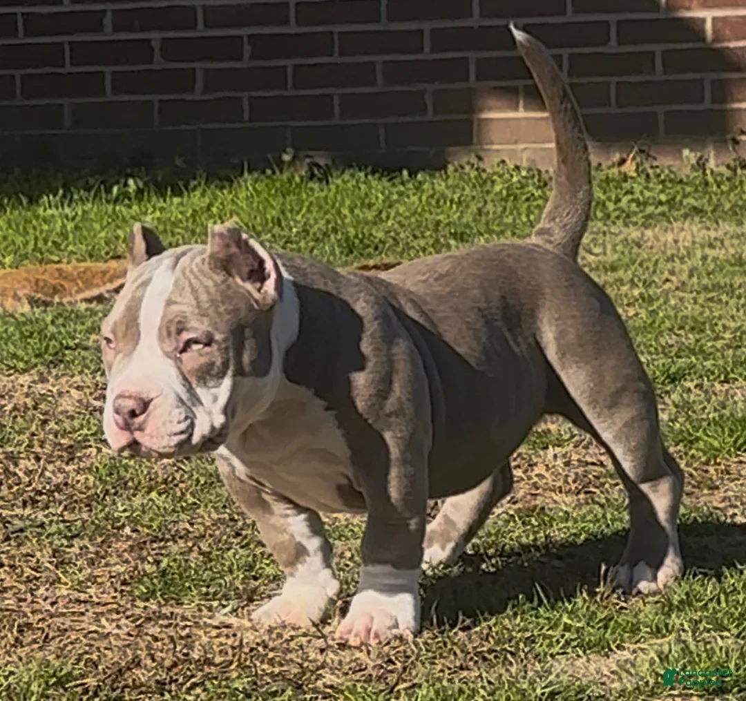 American Bully dogs for sale: Armani  - Ad 4