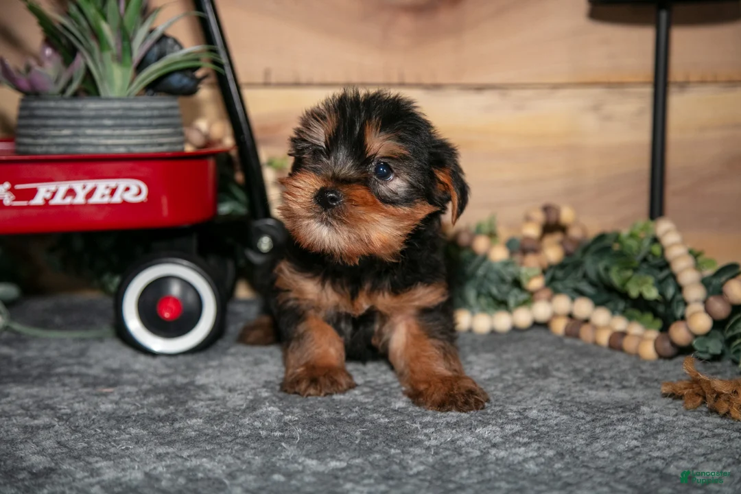 Yorkshire Terrier dogs for sale: Pip - Ad 2