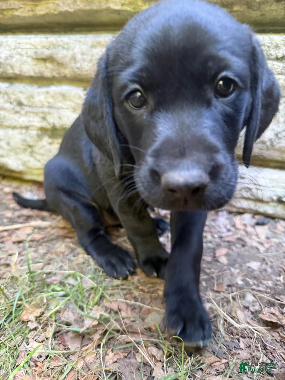 Labrador Retriever dogs for sale: Black female 1  - Ad 2