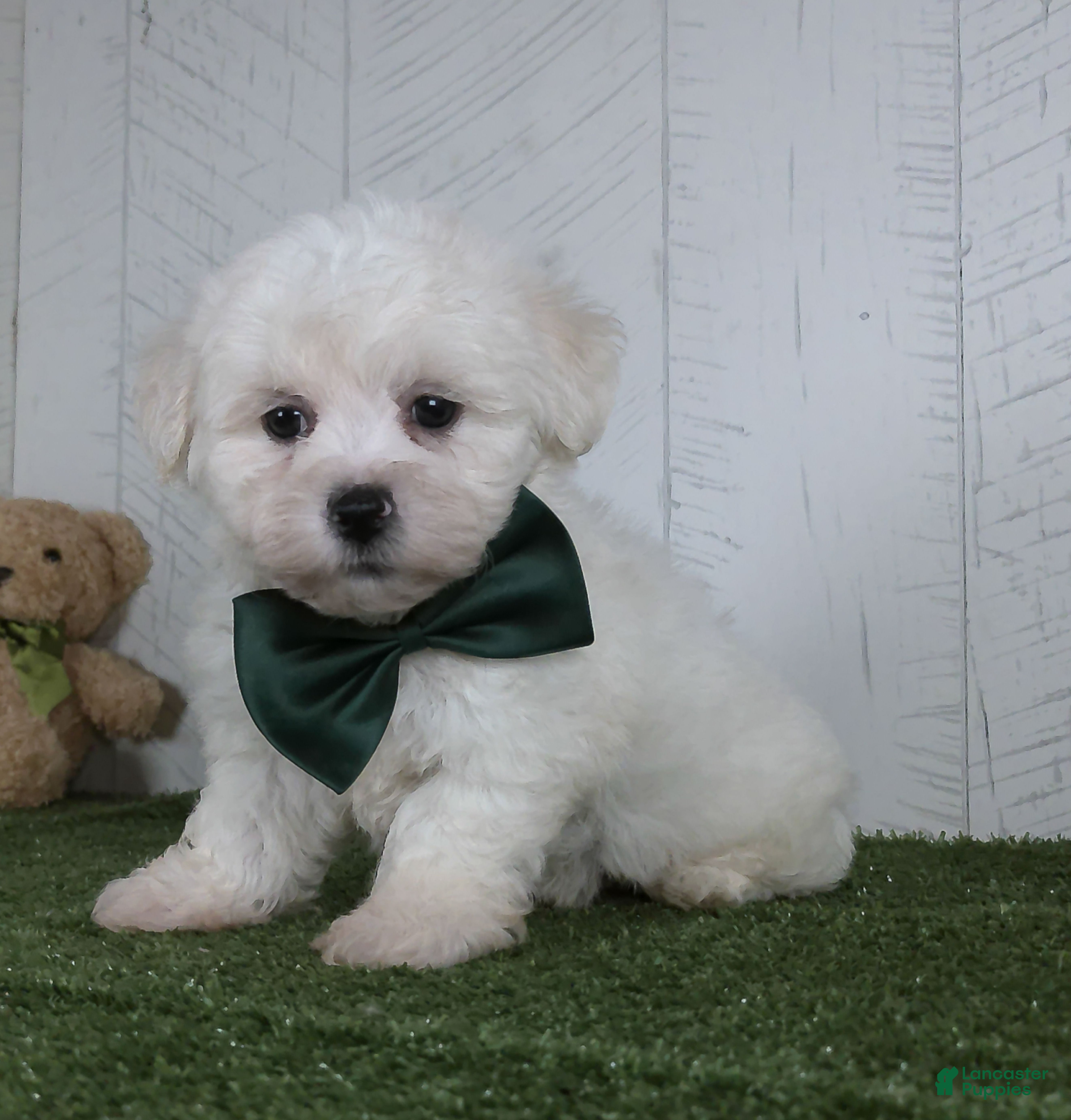 Teddy Bear dogs Conner - Ad 2