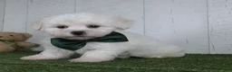 Teddy Bear dogs for sale: Conner - Ad 2