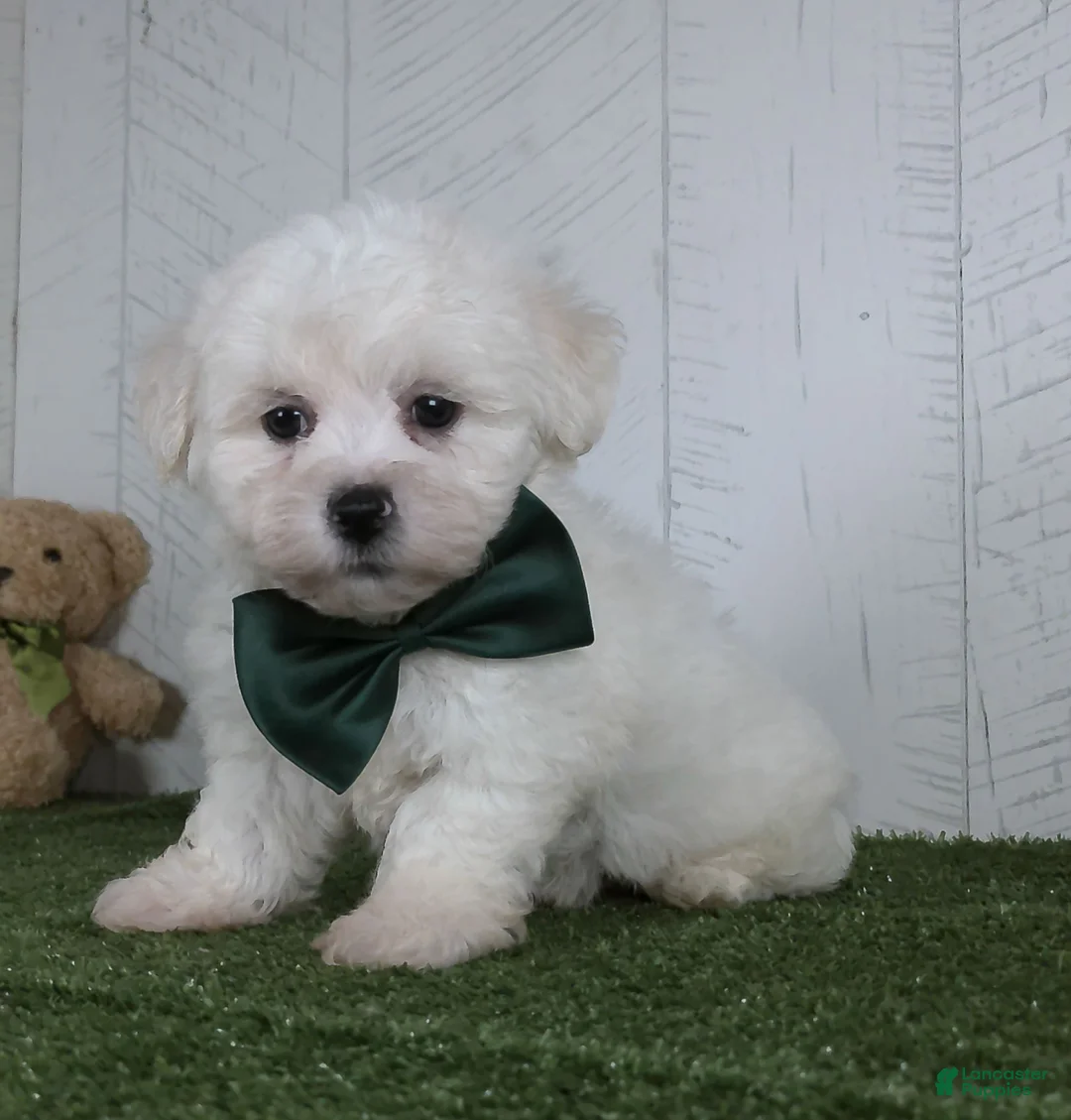 Teddy Bear dogs for sale: Conner - Ad 2