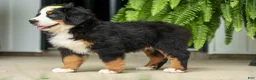 Bernese Mountain Dog dogs for sale: SAMSON - Ad 16