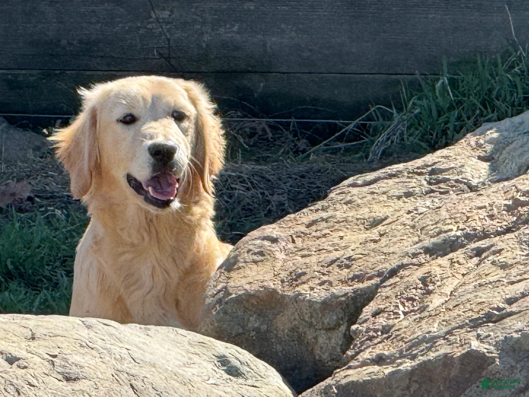 Golden Retriever dogs for sale: Janelle  - Ad 1