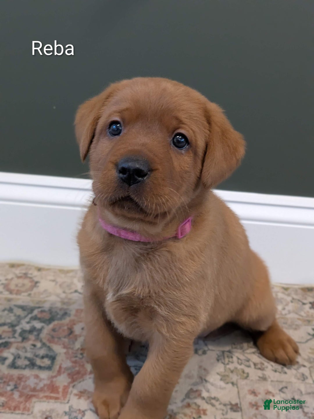 Labrador Retriever dogs for sale: Reba - Ad 2