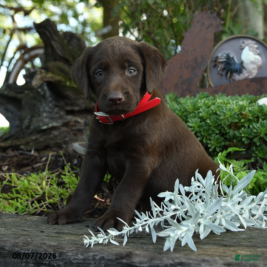 Labrador Retriever dogs Tiny - Ad 2