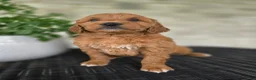 Mini Goldendoodle dogs for sale: Mini Goldendoodle Puppy 3 - Ad 4