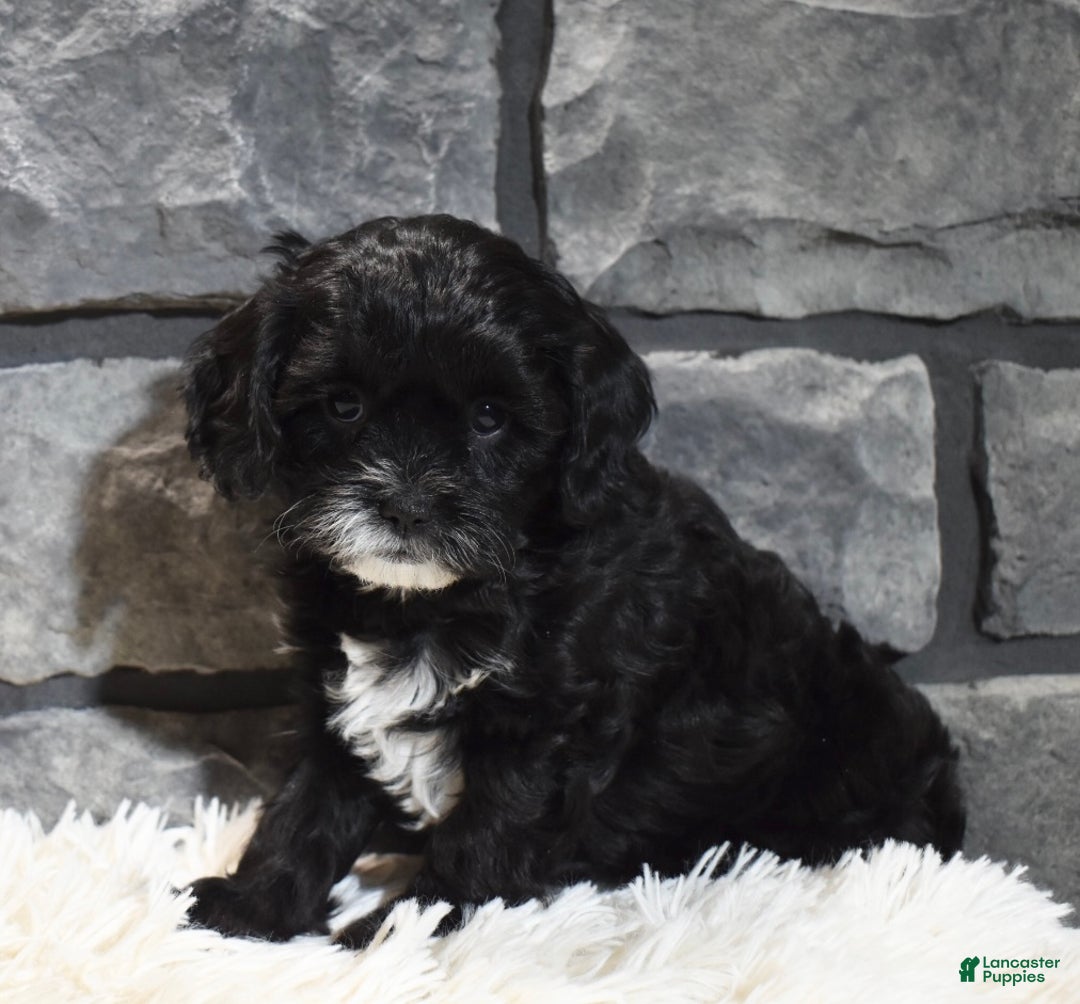 Cavapoo dogs for sale: Sage - Ad 2