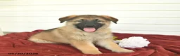 German Shepherd dogs for sale: Clover - Ad 5