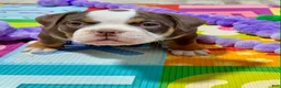 Olde English Bulldogge dogs for sale: Clair - Ad 3