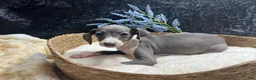Italian Greyhound dogs for sale: Italian Greyhound 1 - Ad 5