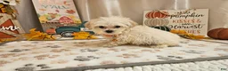 Maltipoo dogs for sale: Carson - Ad 4