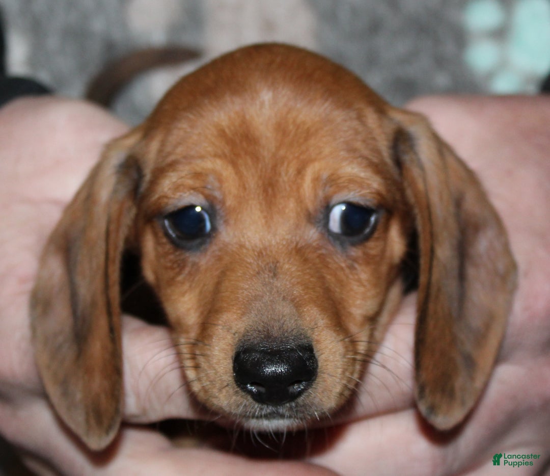 Miniature Dachshund dogs for sale: Steele - Ad 14