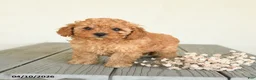 Toy Poodle dogs for sale: Cinnamon - Ad 4